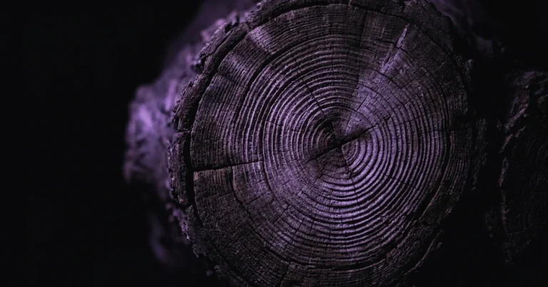 Sección transversal de un tronco de árbol con anillos concéntricos, iluminada en púrpura sobre fondo negro